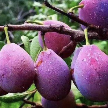 £С۶֭ˬڣʳάͿӪḻ