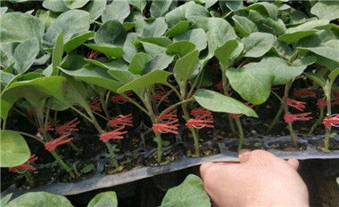 �ٹ����������Ӫ���ೣ�����߲����磬�Ϲ��磬Ҷ�����߲��硣�紺��Խ�ġ����ӡ�Խ����ֲ���߲�����������磬�������硢�ƹ��硢�����硢���������ҳ�����Ҫ����Ʒ�࣬�����硢�˻��硢���������Ҷ�������Ӽ��������磬�����硢����綼���紺Խ�Ĵ���Ʒ�ࡣ