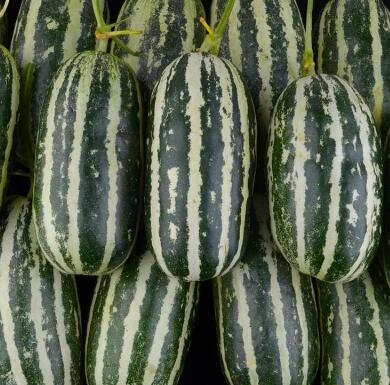 �ٹ����������Ӫ���ೣ�����߲����磬�Ϲ��磬Ҷ�����߲��硣�紺��Խ�ġ����ӡ�Խ����ֲ���߲�����������磬�������硢�ƹ��硢�����硢���������ҳ�����Ҫ����Ʒ�࣬�����硢�˻��硢���������Ҷ�������Ӽ��������磬�����硢����綼���紺Խ�Ĵ���Ʒ�ࡣ