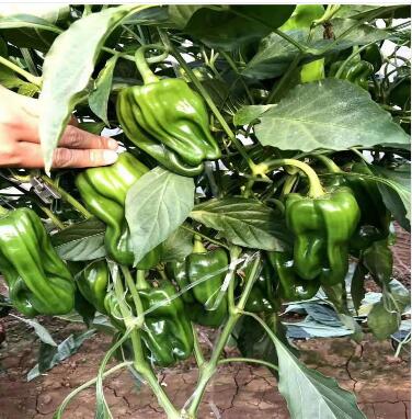 �ٹ����������Ӫ���ೣ�����߲����磬�Ϲ��磬Ҷ�����߲��硣�紺��Խ�ġ����ӡ�Խ����ֲ���߲�����������磬�������硢�ƹ��硢�����硢���������ҳ�����Ҫ����Ʒ�࣬�����硢�˻��硢���������Ҷ�������Ӽ��������磬�����硢����綼���紺Խ�Ĵ���Ʒ�ࡣ