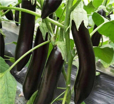 �ٹ����������Ӫ���ೣ�����߲����磬�Ϲ��磬Ҷ�����߲��硣�紺��Խ�ġ����ӡ�Խ����ֲ���߲�����������磬�������硢�ƹ��硢�����硢���������ҳ�����Ҫ����Ʒ�࣬�����硢�˻��硢���������Ҷ�������Ӽ��������磬�����硢����綼���紺Խ�Ĵ���Ʒ�ࡣ