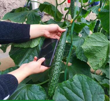 �ƹ��磨Ʒ�ֶ�ɹ�ѡ�񣩡������糧�Ļƹ�����ǿ�ƻƹ��硢ȫ�ƻƹ��硢����Ʒ�ֻƹ��硣