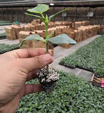 �ƹ��磨Ʒ�ֶ�ɹ�ѡ�񣩡������糧�Ļƹ�����ǿ�ƻƹ��硢ȫ�ƻƹ��硢����Ʒ�ֻƹ��硣