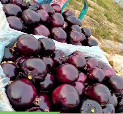 �ٹ����������Ӫ���ೣ�����߲����磬�Ϲ��磬Ҷ�����߲��硣�紺��Խ�ġ����ӡ�Խ����ֲ���߲�����������磬�������硢�ƹ��硢�����硢���������ҳ�����Ҫ����Ʒ�࣬�����硢�˻��硢���������Ҷ�������Ӽ��������磬�����硢����綼���紺Խ�Ĵ���Ʒ�ࡣ