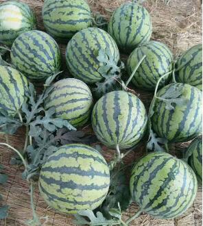 �ٹ����������Ӫ���ೣ�����߲����磬�Ϲ��磬Ҷ�����߲��硣�紺��Խ�ġ����ӡ�Խ����ֲ���߲�����������磬�������硢�ƹ��硢�����硢���������ҳ�����Ҫ����Ʒ�࣬�����硢�˻��硢���������Ҷ�������Ӽ��������磬�����硢����綼���紺Խ�Ĵ���Ʒ�ࡣ