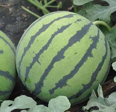 �ٹ����������Ӫ���ೣ�����߲����磬�Ϲ��磬Ҷ�����߲��硣�紺��Խ�ġ����ӡ�Խ����ֲ���߲�����������磬�������硢�ƹ��硢�����硢���������ҳ�����Ҫ����Ʒ�࣬�����硢�˻��硢���������Ҷ�������Ӽ��������磬�����硢����綼���紺Խ�Ĵ���Ʒ�ࡣ