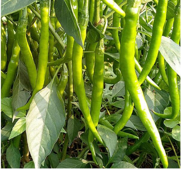 �ٹ����������Ӫ���ೣ�����߲����磬�Ϲ��磬Ҷ�����߲��硣�紺��Խ�ġ����ӡ�Խ����ֲ���߲�����������磬�������硢�ƹ��硢�����硢���������ҳ�����Ҫ����Ʒ�࣬�����硢�˻��硢���������Ҷ�������Ӽ��������磬�����硢����綼���紺Խ�Ĵ���Ʒ�ࡣ