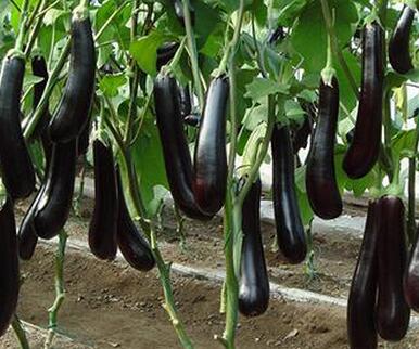 �ٹ����������Ӫ���ೣ�����߲����磬�Ϲ��磬Ҷ�����߲��硣�紺��Խ�ġ����ӡ�Խ����ֲ���߲�����������磬�������硢�ƹ��硢�����硢���������ҳ�����Ҫ����Ʒ�࣬�����硢�˻��硢���������Ҷ�������Ӽ��������磬�����硢����綼���紺Խ�Ĵ���Ʒ�ࡣ