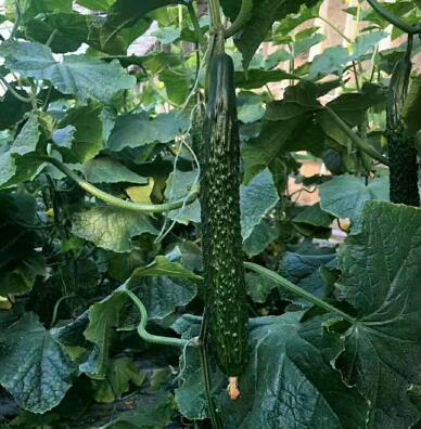 �ƹ��磨Ʒ�ֶ�ɹ�ѡ�񣩡������糧�Ļƹ�����ǿ�ƻƹ��硢ȫ�ƻƹ��硢����Ʒ�ֻƹ��硣