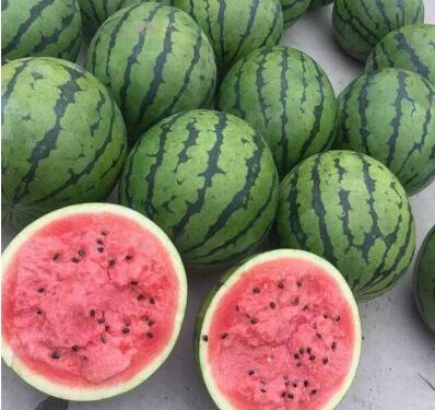 �ٹ����������Ӫ���ೣ�����߲����磬�Ϲ��磬Ҷ�����߲��硣�紺��Խ�ġ����ӡ�Խ����ֲ���߲�����������磬�������硢�ƹ��硢�����硢���������ҳ�����Ҫ����Ʒ�࣬�����硢�˻��硢���������Ҷ�������Ӽ��������磬�����硢����綼���紺Խ�Ĵ���Ʒ�ࡣ