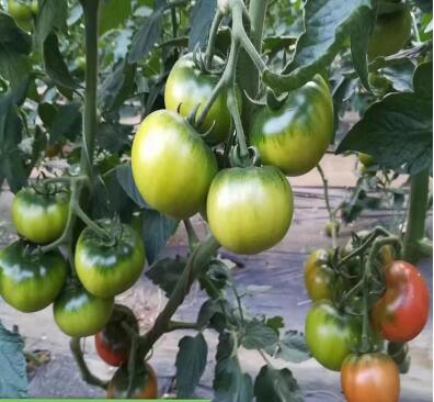 ���ǻ��ص��������磨�޽ӣ�Ʒ�ֱȽ϶࣬������˹�������硢������������������硢��۹��������硢�ڸ��������硢С�����硢��ɽ88С��������ȣ��ʺϸ���������