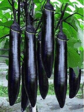 �ٹ����������Ӫ���ೣ�����߲����磬�Ϲ��磬Ҷ�����߲��硣�紺��Խ�ġ����ӡ�Խ����ֲ���߲�����������磬�������硢�ƹ��硢�����硢���������ҳ�����Ҫ����Ʒ�࣬�����硢�˻��硢���������Ҷ�������Ӽ��������磬�����硢����綼���紺Խ�Ĵ���Ʒ�ࡣ