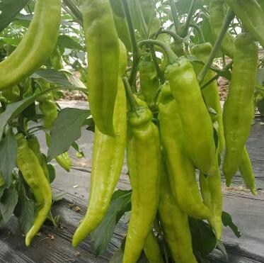 �ٹ����������Ӫ���ೣ�����߲����磬�Ϲ��磬Ҷ�����߲��硣�紺��Խ�ġ����ӡ�Խ����ֲ���߲�����������磬�������硢�ƹ��硢�����硢���������ҳ�����Ҫ����Ʒ�࣬�����硢�˻��硢���������Ҷ�������Ӽ��������磬�����硢����綼���紺Խ�Ĵ���Ʒ�ࡣ