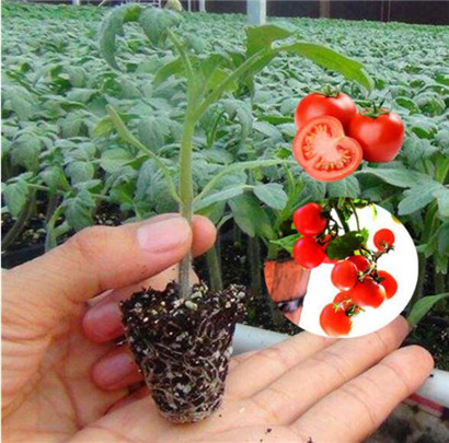 ���ǻ��ص��������磨�޽ӣ�Ʒ�ֱȽ϶࣬������˹�������硢������������������硢��۹��������硢�ڸ��������硢С�����硢��ɽ88С��������ȣ��ʺϸ���������