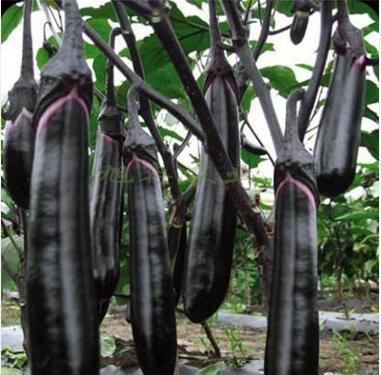 �ٹ����������Ӫ���ೣ�����߲����磬�Ϲ��磬Ҷ�����߲��硣�紺��Խ�ġ����ӡ�Խ����ֲ���߲�����������磬�������硢�ƹ��硢�����硢���������ҳ�����Ҫ����Ʒ�࣬�����硢�˻��硢���������Ҷ�������Ӽ��������磬�����硢����綼���紺Խ�Ĵ���Ʒ�ࡣ