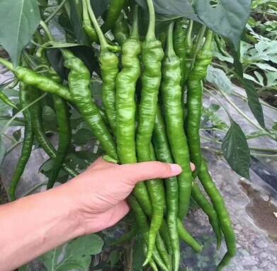 �ٹ����������Ӫ���ೣ�����߲����磬�Ϲ��磬Ҷ�����߲��硣�紺��Խ�ġ����ӡ�Խ����ֲ���߲�����������磬�������硢�ƹ��硢�����硢���������ҳ�����Ҫ����Ʒ�࣬�����硢�˻��硢���������Ҷ�������Ӽ��������磬�����硢����綼���紺Խ�Ĵ���Ʒ�ࡣ