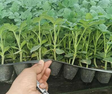 �ٹ����������Ӫ���ೣ�����߲����磬�Ϲ��磬Ҷ�����߲��硣�紺��Խ�ġ����ӡ�Խ����ֲ���߲�����������磬�������硢�ƹ��硢�����硢���������ҳ�����Ҫ����Ʒ�࣬�����硢�˻��硢���������Ҷ�������Ӽ��������磬�����硢����綼���紺Խ�Ĵ���Ʒ�ࡣ