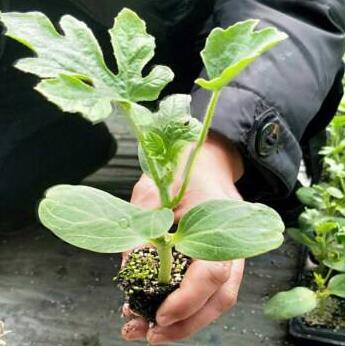 �ٹ����������Ӫ���ೣ�����߲����磬�Ϲ��磬Ҷ�����߲��硣�紺��Խ�ġ����ӡ�Խ����ֲ���߲�����������磬�������硢�ƹ��硢�����硢���������ҳ�����Ҫ����Ʒ�࣬�����硢�˻��硢���������Ҷ�������Ӽ��������磬�����硢����綼���紺Խ�Ĵ���Ʒ�ࡣ