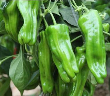 �ٹ����������Ӫ���ೣ�����߲����磬�Ϲ��磬Ҷ�����߲��硣�紺��Խ�ġ����ӡ�Խ����ֲ���߲�����������磬�������硢�ƹ��硢�����硢���������ҳ�����Ҫ����Ʒ�࣬�����硢�˻��硢���������Ҷ�������Ӽ��������磬�����硢����綼���紺Խ�Ĵ���Ʒ�ࡣ