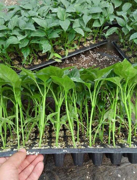 �ٹ����������Ӫ���ೣ�����߲����磬�Ϲ��磬Ҷ�����߲��硣�紺��Խ�ġ����ӡ�Խ����ֲ���߲�����������磬�������硢�ƹ��硢�����硢���������ҳ�����Ҫ����Ʒ�࣬�����硢�˻��硢���������Ҷ�������Ӽ��������磬�����硢����綼���紺Խ�Ĵ���Ʒ�ࡣ