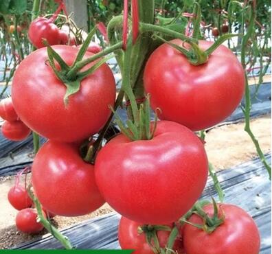 ���ǻ��ص��������磨�޽ӣ�Ʒ�ֱȽ϶࣬������˹�������硢������������������硢��۹��������硢�ڸ��������硢С�����硢��ɽ88С��������ȣ��ʺϸ���������