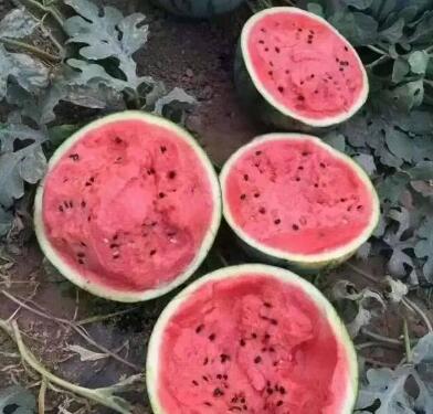 �ٹ����������Ӫ���ೣ�����߲����磬�Ϲ��磬Ҷ�����߲��硣�紺��Խ�ġ����ӡ�Խ����ֲ���߲�����������磬�������硢�ƹ��硢�����硢���������ҳ�����Ҫ����Ʒ�࣬�����硢�˻��硢���������Ҷ�������Ӽ��������磬�����硢����綼���紺Խ�Ĵ���Ʒ�ࡣ