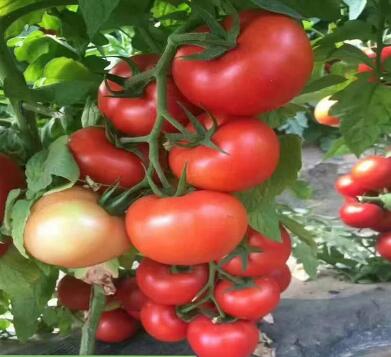 ���ǻ��ص��������磨�޽ӣ�Ʒ�ֱȽ϶࣬������˹�������硢������������������硢��۹��������硢�ڸ��������硢С�����硢��ɽ88С��������ȣ��ʺϸ���������