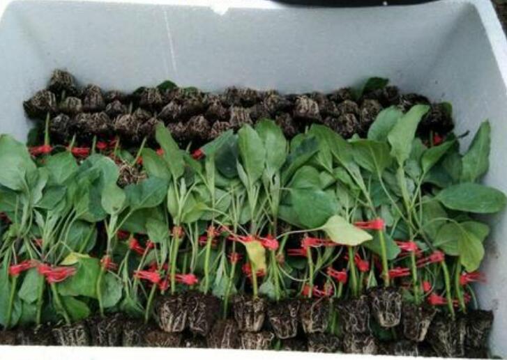 �ٹ����������Ӫ���ೣ�����߲����磬�Ϲ��磬Ҷ�����߲��硣�紺��Խ�ġ����ӡ�Խ����ֲ���߲�����������磬�������硢�ƹ��硢�����硢���������ҳ�����Ҫ����Ʒ�࣬�����硢�˻��硢���������Ҷ�������Ӽ��������磬�����硢����綼���紺Խ�Ĵ���Ʒ�ࡣ