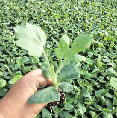 �ٹ����������Ӫ���ೣ�����߲����磬�Ϲ��磬Ҷ�����߲��硣�紺��Խ�ġ����ӡ�Խ����ֲ���߲�����������磬�������硢�ƹ��硢�����硢���������ҳ�����Ҫ����Ʒ�࣬�����硢�˻��硢���������Ҷ�������Ӽ��������磬�����硢����綼���紺Խ�Ĵ���Ʒ�ࡣ