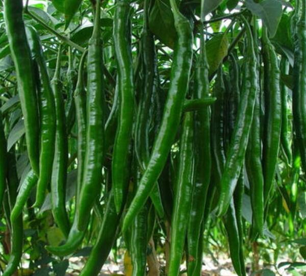 �ٹ����������Ӫ���ೣ�����߲����磬�Ϲ��磬Ҷ�����߲��硣�紺��Խ�ġ����ӡ�Խ����ֲ���߲�����������磬�������硢�ƹ��硢�����硢���������ҳ�����Ҫ����Ʒ�࣬�����硢�˻��硢���������Ҷ�������Ӽ��������磬�����硢����綼���紺Խ�Ĵ���Ʒ�ࡣ