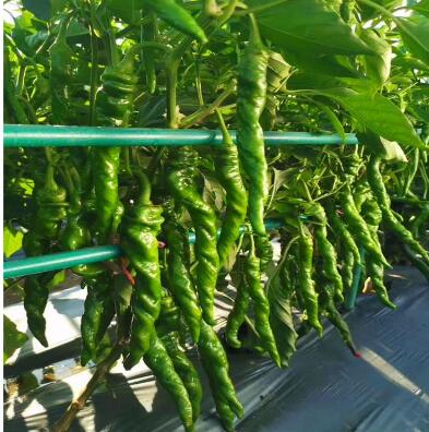 �ٹ����������Ӫ���ೣ�����߲����磬�Ϲ��磬Ҷ�����߲��硣�紺��Խ�ġ����ӡ�Խ����ֲ���߲�����������磬�������硢�ƹ��硢�����硢���������ҳ�����Ҫ����Ʒ�࣬�����硢�˻��硢���������Ҷ�������Ӽ��������磬�����硢����綼���紺Խ�Ĵ���Ʒ�ࡣ