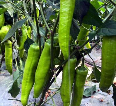 �ٹ����������Ӫ���ೣ�����߲����磬�Ϲ��磬Ҷ�����߲��硣�紺��Խ�ġ����ӡ�Խ����ֲ���߲�����������磬�������硢�ƹ��硢�����硢���������ҳ�����Ҫ����Ʒ�࣬�����硢�˻��硢���������Ҷ�������Ӽ��������磬�����硢����綼���紺Խ�Ĵ���Ʒ�ࡣ