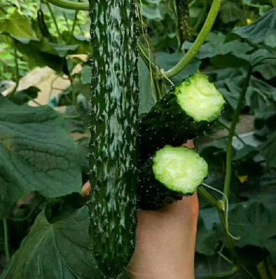 �ƹ��磨Ʒ�ֶ�ɹ�ѡ�񣩡������糧�Ļƹ�����ǿ�ƻƹ��硢ȫ�ƻƹ��硢����Ʒ�ֻƹ��硣