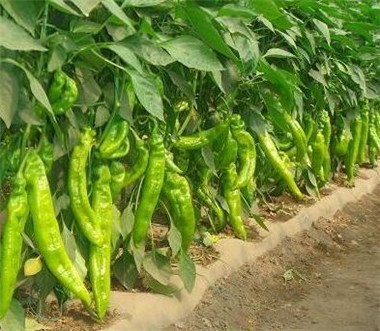 �ٹ����������Ӫ���ೣ�����߲����磬�Ϲ��磬Ҷ�����߲��硣�紺��Խ�ġ����ӡ�Խ����ֲ���߲�����������磬�������硢�ƹ��硢�����硢���������ҳ�����Ҫ����Ʒ�࣬�����硢�˻��硢���������Ҷ�������Ӽ��������磬�����硢����綼���紺Խ�Ĵ���Ʒ�ࡣ