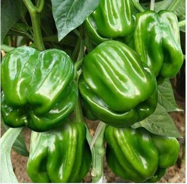 �ٹ����������Ӫ���ೣ�����߲����磬�Ϲ��磬Ҷ�����߲��硣�紺��Խ�ġ����ӡ�Խ����ֲ���߲�����������磬�������硢�ƹ��硢�����硢���������ҳ�����Ҫ����Ʒ�࣬�����硢�˻��硢���������Ҷ�������Ӽ��������磬�����硢����綼���紺Խ�Ĵ���Ʒ�ࡣ