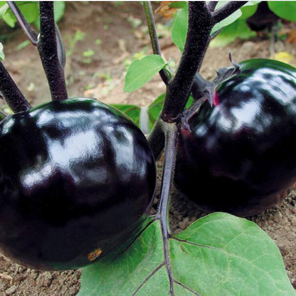 �ٹ����������Ӫ���ೣ�����߲����磬�Ϲ��磬Ҷ�����߲��硣�紺��Խ�ġ����ӡ�Խ����ֲ���߲�����������磬�������硢�ƹ��硢�����硢���������ҳ�����Ҫ����Ʒ�࣬�����硢�˻��硢���������Ҷ�������Ӽ��������磬�����硢����綼���紺Խ�Ĵ���Ʒ�ࡣ