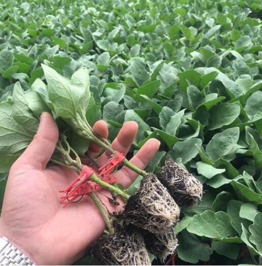 �ٹ����������Ӫ���ೣ�����߲����磬�Ϲ��磬Ҷ�����߲��硣�紺��Խ�ġ����ӡ�Խ����ֲ���߲�����������磬�������硢�ƹ��硢�����硢���������ҳ�����Ҫ����Ʒ�࣬�����硢�˻��硢���������Ҷ�������Ӽ��������磬�����硢����綼���紺Խ�Ĵ���Ʒ�ࡣ