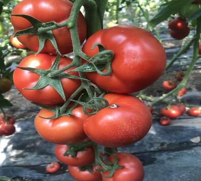 ���ǻ��ص��������磨�޽ӣ�Ʒ�ֱȽ϶࣬������˹�������硢������������������硢��۹��������硢�ڸ��������硢С�����硢��ɽ88С��������ȣ��ʺϸ���������