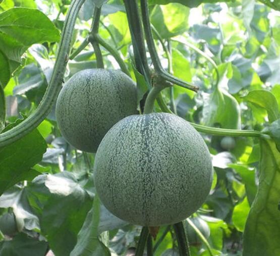 �ٹ����������Ӫ���ೣ�����߲����磬�Ϲ��磬Ҷ�����߲��硣�紺��Խ�ġ����ӡ�Խ����ֲ���߲�����������磬�������硢�ƹ��硢�����硢���������ҳ�����Ҫ����Ʒ�࣬�����硢�˻��硢���������Ҷ�������Ӽ��������磬�����硢����綼���紺Խ�Ĵ���Ʒ�ࡣ