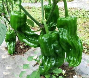 �ٹ����������Ӫ���ೣ�����߲����磬�Ϲ��磬Ҷ�����߲��硣�紺��Խ�ġ����ӡ�Խ����ֲ���߲�����������磬�������硢�ƹ��硢�����硢���������ҳ�����Ҫ����Ʒ�࣬�����硢�˻��硢���������Ҷ�������Ӽ��������磬�����硢����綼���紺Խ�Ĵ���Ʒ�ࡣ