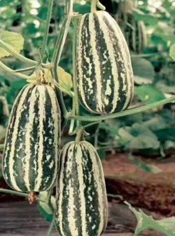 �ٹ����������Ӫ���ೣ�����߲����磬�Ϲ��磬Ҷ�����߲��硣�紺��Խ�ġ����ӡ�Խ����ֲ���߲�����������磬�������硢�ƹ��硢�����硢���������ҳ�����Ҫ����Ʒ�࣬�����硢�˻��硢���������Ҷ�������Ӽ��������磬�����硢����綼���紺Խ�Ĵ���Ʒ�ࡣ