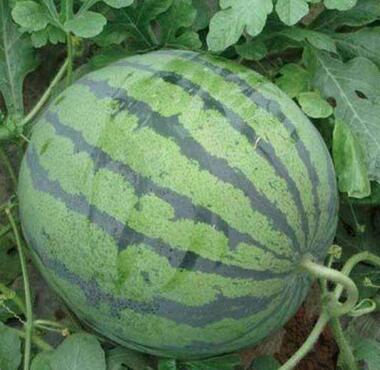 �ٹ����������Ӫ���ೣ�����߲����磬�Ϲ��磬Ҷ�����߲��硣�紺��Խ�ġ����ӡ�Խ����ֲ���߲�����������磬�������硢�ƹ��硢�����硢���������ҳ�����Ҫ����Ʒ�࣬�����硢�˻��硢���������Ҷ�������Ӽ��������磬�����硢����綼���紺Խ�Ĵ���Ʒ�ࡣ