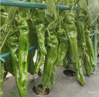 �ٹ����������Ӫ���ೣ�����߲����磬�Ϲ��磬Ҷ�����߲��硣�紺��Խ�ġ����ӡ�Խ����ֲ���߲�����������磬�������硢�ƹ��硢�����硢���������ҳ�����Ҫ����Ʒ�࣬�����硢�˻��硢���������Ҷ�������Ӽ��������磬�����硢����綼���紺Խ�Ĵ���Ʒ�ࡣ