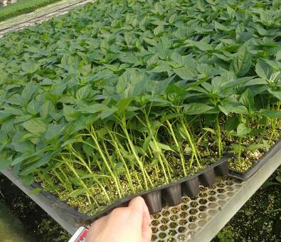 �ٹ����������Ӫ���ೣ�����߲����磬�Ϲ��磬Ҷ�����߲��硣�紺��Խ�ġ����ӡ�Խ����ֲ���߲�����������磬�������硢�ƹ��硢�����硢���������ҳ�����Ҫ����Ʒ�࣬�����硢�˻��硢���������Ҷ�������Ӽ��������磬�����硢����綼���紺Խ�Ĵ���Ʒ�ࡣ