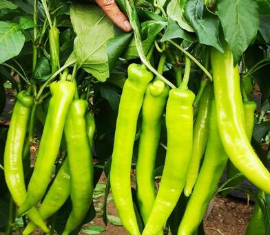 �ٹ����������Ӫ���ೣ�����߲����磬�Ϲ��磬Ҷ�����߲��硣�紺��Խ�ġ����ӡ�Խ����ֲ���߲�����������磬�������硢�ƹ��硢�����硢���������ҳ�����Ҫ����Ʒ�࣬�����硢�˻��硢���������Ҷ�������Ӽ��������磬�����硢����綼���紺Խ�Ĵ���Ʒ�ࡣ