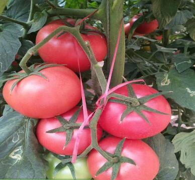 ���ǻ��ص��������磨�޽ӣ�Ʒ�ֱȽ϶࣬������˹�������硢������������������硢��۹��������硢�ڸ��������硢С�����硢��ɽ88С��������ȣ��ʺϸ���������