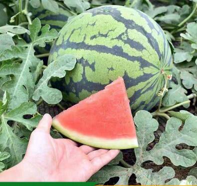 �ٹ����������Ӫ���ೣ�����߲����磬�Ϲ��磬Ҷ�����߲��硣�紺��Խ�ġ����ӡ�Խ����ֲ���߲�����������磬�������硢�ƹ��硢�����硢���������ҳ�����Ҫ����Ʒ�࣬�����硢�˻��硢���������Ҷ�������Ӽ��������磬�����硢����綼���紺Խ�Ĵ���Ʒ�ࡣ