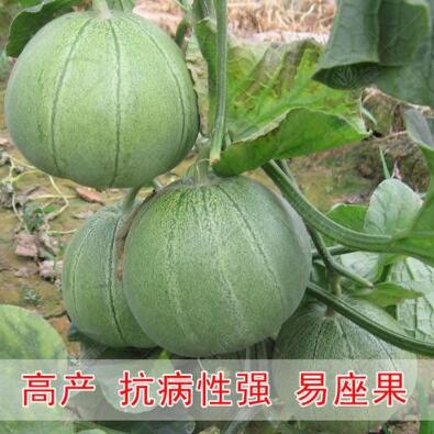 �ٹ����������Ӫ���ೣ�����߲����磬�Ϲ��磬Ҷ�����߲��硣�紺��Խ�ġ����ӡ�Խ����ֲ���߲�����������磬�������硢�ƹ��硢�����硢���������ҳ�����Ҫ����Ʒ�࣬�����硢�˻��硢���������Ҷ�������Ӽ��������磬�����硢����綼���紺Խ�Ĵ���Ʒ�ࡣ