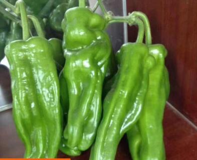 �ٹ����������Ӫ���ೣ�����߲����磬�Ϲ��磬Ҷ�����߲��硣�紺��Խ�ġ����ӡ�Խ����ֲ���߲�����������磬�������硢�ƹ��硢�����硢���������ҳ�����Ҫ����Ʒ�࣬�����硢�˻��硢���������Ҷ�������Ӽ��������磬�����硢����綼���紺Խ�Ĵ���Ʒ�ࡣ