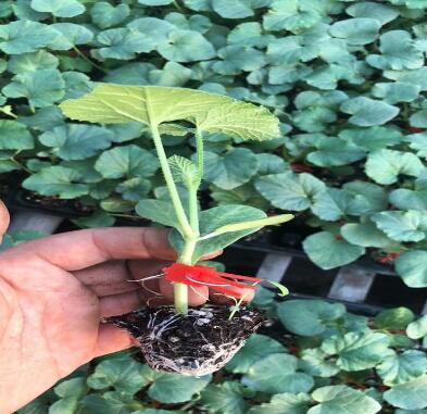 �ٹ����������Ӫ���ೣ�����߲����磬�Ϲ��磬Ҷ�����߲��硣�紺��Խ�ġ����ӡ�Խ����ֲ���߲�����������磬�������硢�ƹ��硢�����硢���������ҳ�����Ҫ����Ʒ�࣬�����硢�˻��硢���������Ҷ�������Ӽ��������磬�����硢����綼���紺Խ�Ĵ���Ʒ�ࡣ